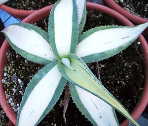 AGAVE GUIENGOLA mediopicta alba good variegated VERY RARE variegata plant 4" pot - Picture 1 of 3