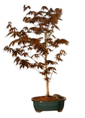 Japanese Red Maple Bonsai Tree 14"H Acer Palmatum Atropurpureum Outdoor Plant - Image 1 of 4