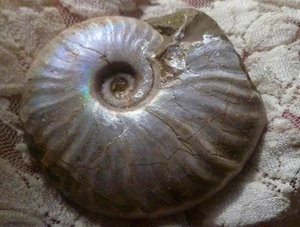 61 mm SILBER irisierender AMMONIT FOSSIL opalisiert 100 Millionen Jahre Madagaskar - Bild 1 von 5