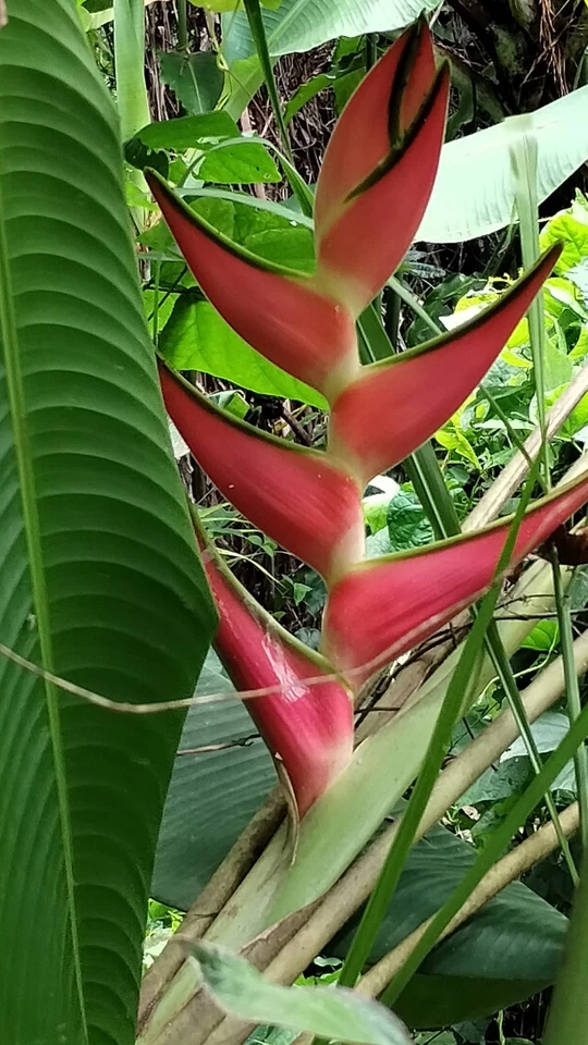 Heliconia orthotricha 'El Tigre' impresionante color rizomas tropicales vivos Foto 1 de 1
