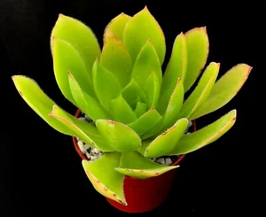 Aeonium 'Rock Hopper' | Hybrid | Surreal Succulents - Picture 1 of 4