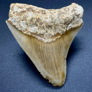 Nice Colors Sharply Serrated 3.08" Fossil MEGALODON Shark Tooth - Picture 1 of 6