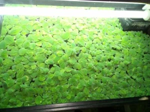 50 X Water Lettuce! Best freshwater aquarium floating plants! Pistia stratiotes! - Picture 1 of 3