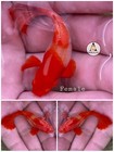 1 Trio ☆ ABINO KOI RED EAR- Live Aquarium Guppy Fish-High Quality VIP  Great A +