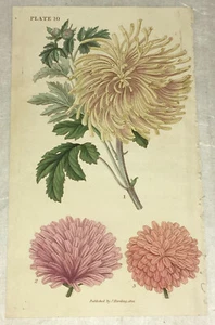 Hand-colored Botanical Engraving Chrysanthemum 1822 Florist's Directory London - Picture 1 of 2