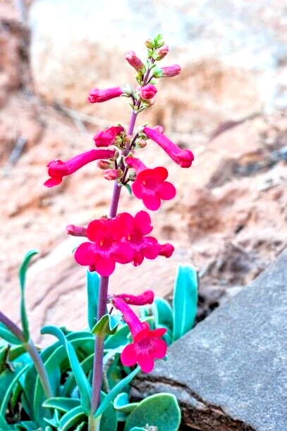 100 SEMILLAS DE EATON PENSTEMON | VENTA 2026 ENVÍO GRATIS RELIQUIA NO TRANSGÉNICA Foto 1 de 3