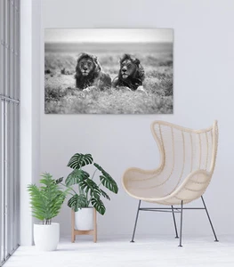 Dos Reyes Leones de Tanzania Arte Impresión en Lona Impresión enmarcada Arte en Pared Decoración del Hogar - Imagen 1 de 2