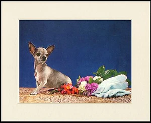 CHIHUAHUA PRECIOSO PERRO ESTAMPADO MONTADO LISTO PARA ENMARCAR - Imagen 1 de 1