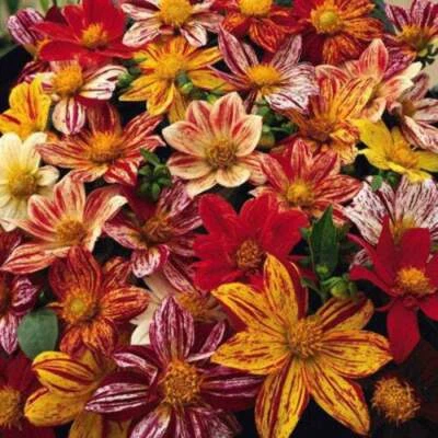 SEEDVILLE USA 50 EARLY BIRD DAHLIA Mixed Colors Flower Seeds