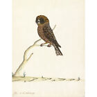 The Sydney Bird Painter Boobook Owl Extra Large Wall Print Premium Canvas Mural