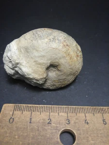 Ammonit Gräfenberg Franken Bayern Malm Physodoceras cf. circumspinosum - Foto 1 di 4