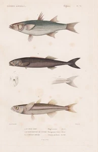 Fish Mugil Auratus Tetragonurus Cuvieri Engraving Steel 1849 - Picture 1 of 1