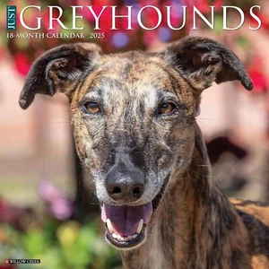 GREYHOUNDS - CALENDARIO DE PARED 2025 - NUEVO - 43233 - Imagen 1 de 2