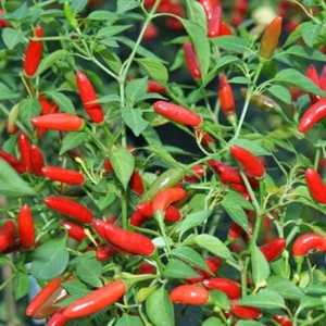 Pequin Chili Pepper Seeds 50+ HOT Piquin Bird Pepper Spicy NON-GMO USA FREE S&H - Picture 1 of 1