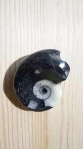Ammonite fossile lavorata Goniatites Marocco matrice nera 4x3x1,5 cm 25 gr. pezz - Imagen 1 de 6