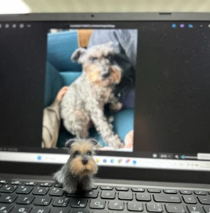 Miniature Schnauzer Felt Dog – Custom Wool Sculpture, Pet Memorial Gift - Picture 1 of 4