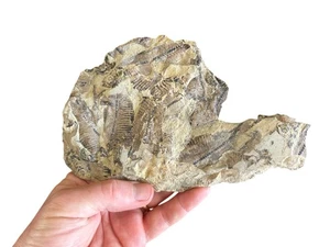 Fisch Massensterblichkeit Fossil Platte - Bild 1 von 2