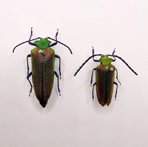 Entomology Taxidermy : Cheloderus childreni Coppia Rarità 40.30+/-mm A1 - Foto 1 di 1