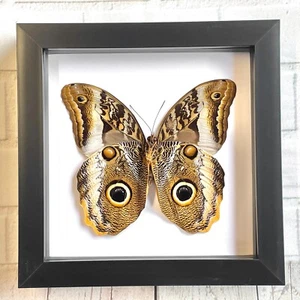 Marco de exhibición de caja de mariposa búho gigante con bandas (Caligo atreus) - Imagen 1 de 2