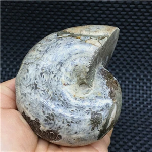 455g Madagaskar natürliche Chrysanthemenmuschel Fossil Probe + Regenbogen U463 - Bild 1 von 10