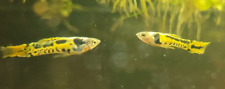 (10+extra Fry) Bright Yellow Tiger Endlers, Reflective Rainbow Endlers