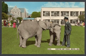 Postcard Bristol Somerset the Zoo elephants Christina and Wendy with keeper - Picture 1 of 2