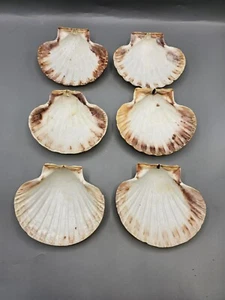 SET OF 6 VINTAGE 5" REAL CLAM SHELL SHAPED MATCHING SIZE SERVING DISHES AWESOME - Picture 1 of 6