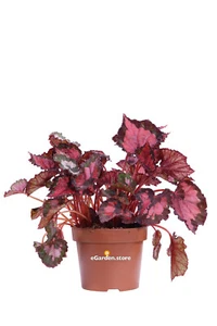 Pianta di Begonia Beleaf vera ornamentale diverse varietà multicolore da interno - Foto 1 di 13