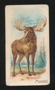 1909 E28 Philadelphia Caramel Co ZOO CARDS (Like N21 Quadrupeds) -MOOSE - Picture 1 of 2