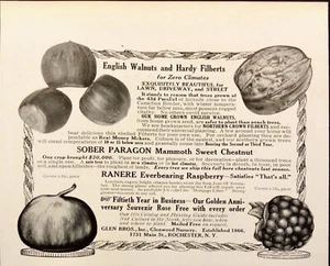 1916 Glen Bros Glenwood Nursery English Walnuts Hardy Filberts Print Ad - Picture 1 of 6
