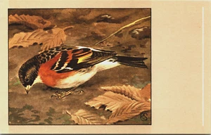 Birds Brambling Animals Vintage Postcard B149 - Picture 1 of 2
