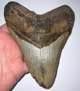 MONSTER MEGALODON Fossil Shark Tooth 6.41 INCHES! NO REPAIR! - Picture 1 of 3