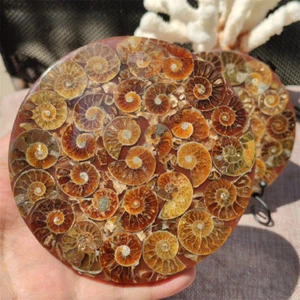 1PC Natural Ammonite Disc Fossil Conch Specimen Reiki Healing +Stand 110g+. - Picture 1 of 12