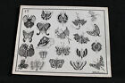 Vintage Spaulding & Rogers Art Tattoo Flash Sheet Design 4T Butterflies