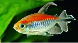 5 CONGO TETRA FISH | TOP QUALITY | TOP USA REPUTABLE SELLER | UPS SHIPPING - Picture 1 of 1