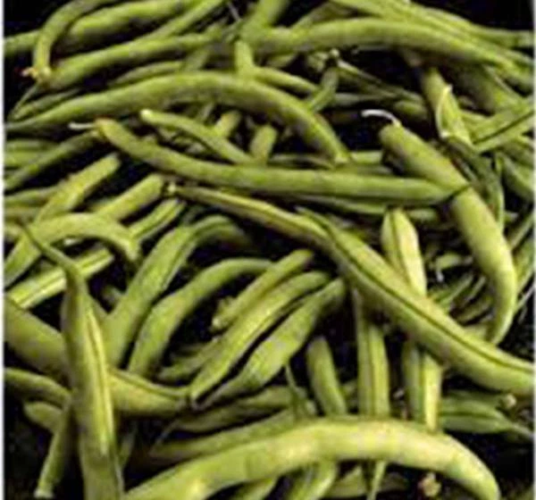 BEAN SEED, COMMODORE BUSH, HEIRLOOM, 100+ SEEDS, NON GMO, GREEN BEANS - Image 1 of 1