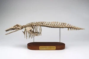 1:18 Scale Common Minke Whale Skeleton Model 3D Printed Minke Whale Animal Decor - Picture 1 of 9