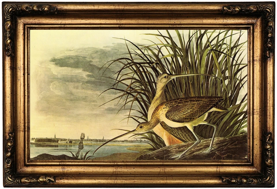 Impresión en lienzo Audubon RIZO DE PICO LARGO con marco de madera repro 12x20 Foto 1 de 1