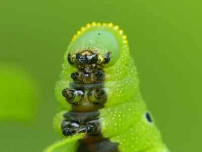 Macro Coupler - 28 / 37 / 40.5 / 43 / 46 / 49 / 52 / 55 / 58 / 62 / 67 / 72 / 77 - Image 1 of 4