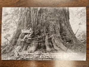 VTG Postcard Little Girl General Custer Big Tree Park Requa California Redwood - Picture 1 of 3