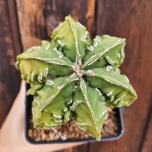 Astrophytum myriostigma cv. double Haku-jo Fukuryu. Copiapoa, Cactus plant - Foto 1 di 6