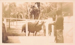 RPPC Man Feeding Ostriches Vintage PC - Picture 1 of 2