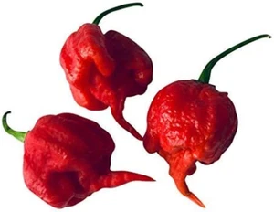 10 Samen CAROLINA REAPER (AKA HP22B) ***Neue Züchtung, Schärfer Als Moruga*** Ak - Bild 1 von 3
