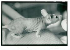 Animal:Mouse. - Vintage Photograph 1527816