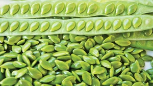 100+ River Tamarind Seedss (Leucaena leucocephala) Jumbay Ipil Ipil - Picture 1 of 10