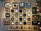 Entomology Insects Specimen Taxidermy Bug Framed Oddities Dried Wall Hanging