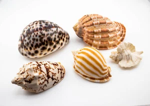 VINTAGE ESTATE RARE SEA SHELL COLLECTION LOT #1 - Picture 1 of 2