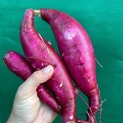 ‘Purple Raven’ Sweet Potato (5x Fresh Cuttings) Edible Plant Potato - image 1 of 4