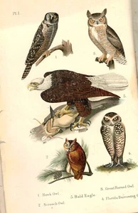 1911 BIRDS OF UNITED STATES WITH 110 COLOR PRINTS HAWKS EAGLES OWLS BLACKBIRDS - Picture 1 of 4