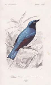 Coracina coerulescens Vögel Vogel bird oiseaux engraving Orbigny Stahlstich 1861 - Bild 1 von 1